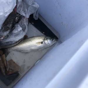 Image #5237 from GreatAnglers.com Image #5237 from GreatAnglers.com