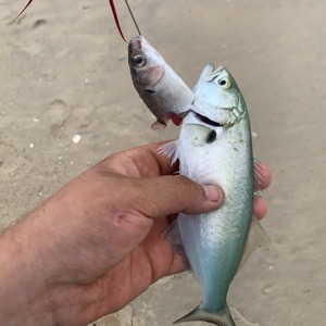 Image #5239 from GreatAnglers.com Image #5239 from GreatAnglers.com