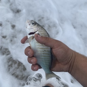 Image #5240 from GreatAnglers.com Image #5240 from GreatAnglers.com
