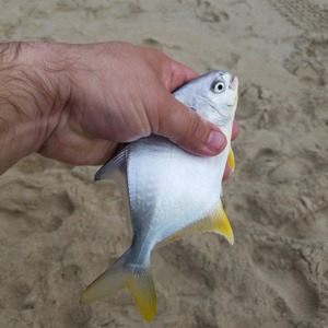 Image #5248 from GreatAnglers.com Image #5248 from GreatAnglers.com