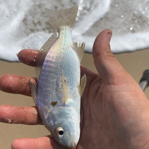 Image #5260 from GreatAnglers.com Image #5260 from GreatAnglers.com