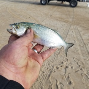 Image #5261 from GreatAnglers.com Image #5261 from GreatAnglers.com