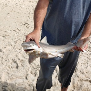 Image #5265 from GreatAnglers.com Image #5265 from GreatAnglers.com