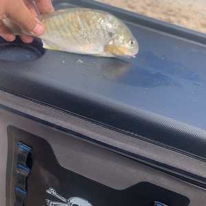 Image #5268 from GreatAnglers.com Image #5268 from GreatAnglers.com