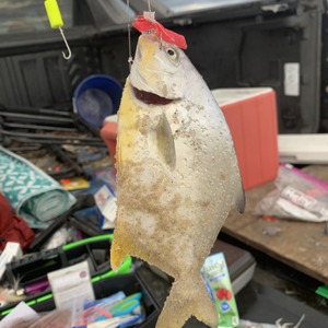 Image #5269 from GreatAnglers.com Image #5269 from GreatAnglers.com