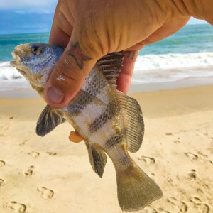 Image #5279 from GreatAnglers.com Image #5279 from GreatAnglers.com