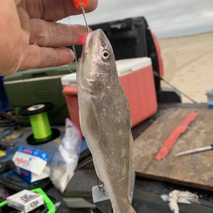 Image #5285 from GreatAnglers.com Image #5285 from GreatAnglers.com