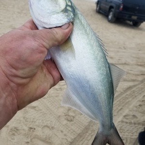 Image #5303 from GreatAnglers.com Image #5303 from GreatAnglers.com