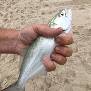 Image #5308 from GreatAnglers.com Image #5308 from GreatAnglers.com