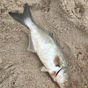 Image #5310 from GreatAnglers.com Image #5310 from GreatAnglers.com