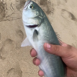 Image #5314 from GreatAnglers.com Image #5314 from GreatAnglers.com