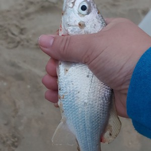 Image #5317 from GreatAnglers.com Image #5317 from GreatAnglers.com