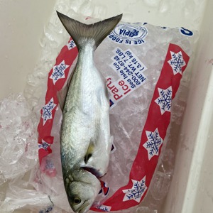 Image #5330 from GreatAnglers.com Image #5330 from GreatAnglers.com