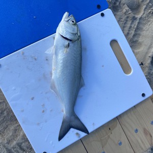 Image #5363 from GreatAnglers.com Image #5363 from GreatAnglers.com