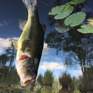 Image #5369 from GreatAnglers.com Image #5369 from GreatAnglers.com