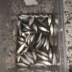 Image #5386 from GreatAnglers.com Image #5386 from GreatAnglers.com