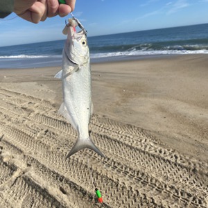 Image #5474 from GreatAnglers.com Image #5474 from GreatAnglers.com