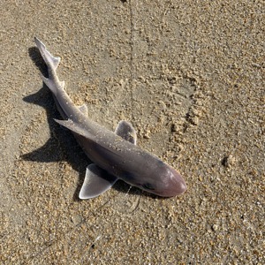 Image #5476 from GreatAnglers.com Image #5476 from GreatAnglers.com