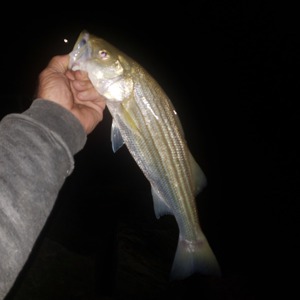 Image #5494 from GreatAnglers.com Image #5494 from GreatAnglers.com