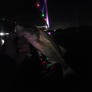 Image #5495 from GreatAnglers.com Image #5495 from GreatAnglers.com
