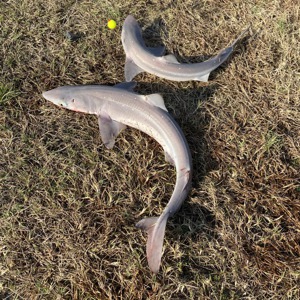 Image #5506 from GreatAnglers.com Image #5506 from GreatAnglers.com