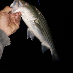 Image #5514 from GreatAnglers.com Image #5514 from GreatAnglers.com