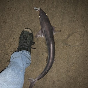 Image #5528 from GreatAnglers.com Image #5528 from GreatAnglers.com