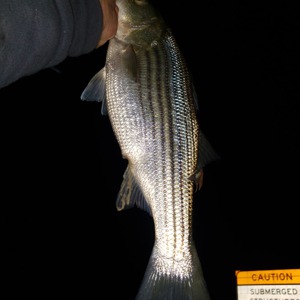 Image #5540 from GreatAnglers.com Image #5540 from GreatAnglers.com