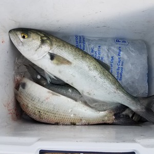 Image #5563 from GreatAnglers.com Image #5563 from GreatAnglers.com