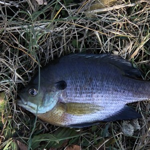 Image #5600 from GreatAnglers.com Image #5600 from GreatAnglers.com