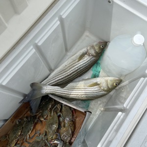 Image #5641 from GreatAnglers.com Image #5641 from GreatAnglers.com