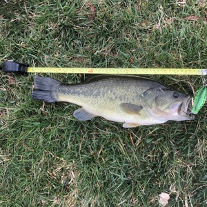 Image #5649 from GreatAnglers.com Image #5649 from GreatAnglers.com
