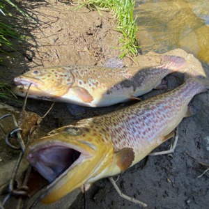 Image #5699 from GreatAnglers.com Image #5699 from GreatAnglers.com