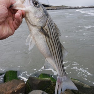 Image #6002 from GreatAnglers.com Image #6002 from GreatAnglers.com