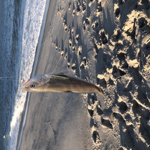 Image #6146 from GreatAnglers.com Image #6146 from GreatAnglers.com
