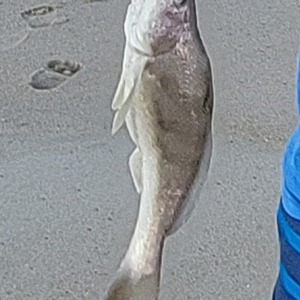 Image #6168 from GreatAnglers.com Image #6168 from GreatAnglers.com
