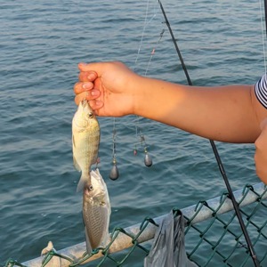 Image #6194 from GreatAnglers.com Image #6194 from GreatAnglers.com