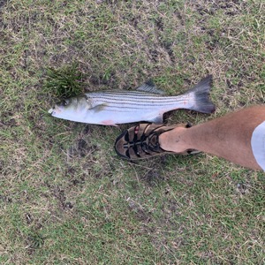 Image #6233 from GreatAnglers.com Image #6233 from GreatAnglers.com