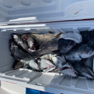 Image #6305 from GreatAnglers.com Image #6305 from GreatAnglers.com