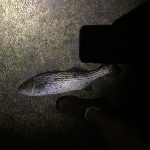 Image #6323 from GreatAnglers.com Image #6323 from GreatAnglers.com