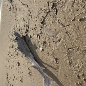 Image #6343 from GreatAnglers.com Image #6343 from GreatAnglers.com