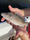 6361 Mangrove Snapper 08/01/21 3:14pm
