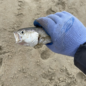 Image #6450 from GreatAnglers.com Image #6450 from GreatAnglers.com