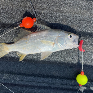 Image #6453 from GreatAnglers.com Image #6453 from GreatAnglers.com