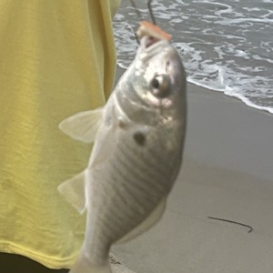 Image #6454 from GreatAnglers.com Image #6454 from GreatAnglers.com