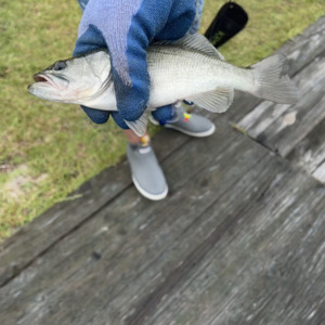 Image #6455 from GreatAnglers.com Image #6455 from GreatAnglers.com