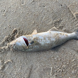Image #6496 from GreatAnglers.com Image #6496 from GreatAnglers.com
