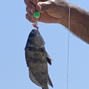 Image #6500 from GreatAnglers.com Image #6500 from GreatAnglers.com