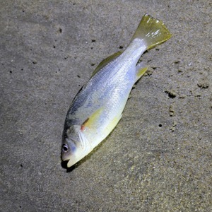 Image #6559 from GreatAnglers.com Image #6559 from GreatAnglers.com