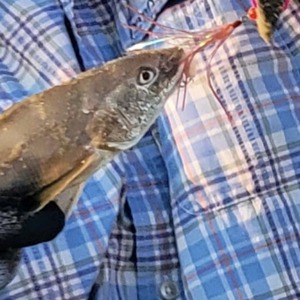 Image #6560 from GreatAnglers.com Image #6560 from GreatAnglers.com